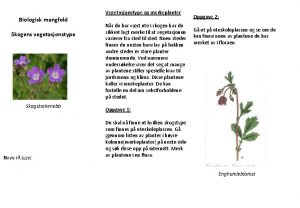 Biologisk mangfold Skogens vegetasjonstype Skogstorkenebb NAVN P ELEV