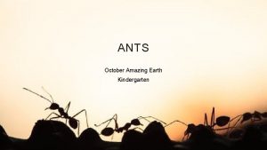 ANTS October Amazing Earth Kindergarten ANTS Ants are