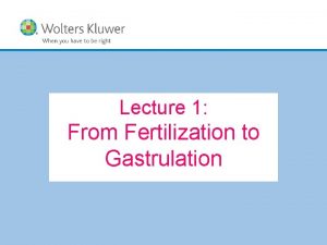 Lecture 1 From Fertilization to Gastrulation Copyright 2019