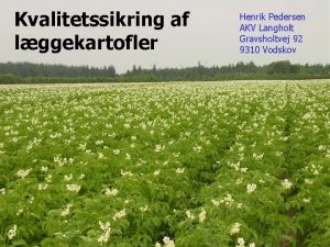 Kvalitetssikring af lggekartofler Henrik Pedersen AKV Langholt Gravsholtvej