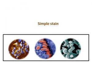 Simple stain Bacterial Morphology Bacteria are unicellular free