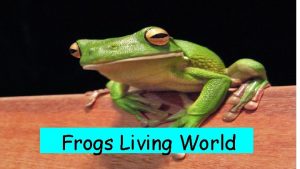 Frogs Living World Learning Intentions Science Living World