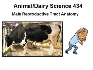 AnimalDairy Science 434 Male Reproductive Tract Anatomy Testis