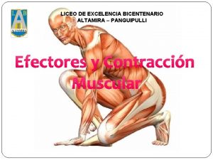 Estructura de los musculos