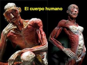 El cuerpo humano 01 El cuerpo humano El