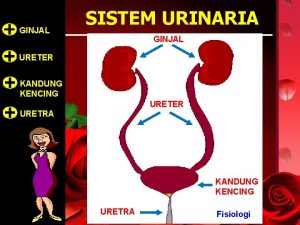 GINJAL SISTEM URINARIA GINJAL URETER KANDUNG KENCING URETER