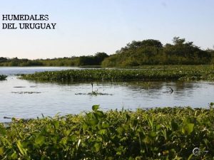 HUMEDALES DEL URUGUAY QU SON LOS HUMEDALES Extensiones