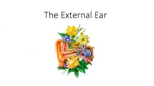 Pinna vs auricle Pinna vs auricle