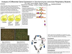 Analysis of Differential Gene Expression in Saccharomyces cerevisiae