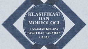 Akar pohon kelapa Akar pohon kelapa