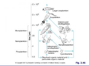 Holoplankton