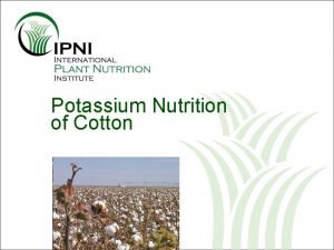 Potassium Nutrition of Cotton Outline K Nutrition of