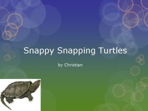 Snappy Snapping Turtles by Christian What is a