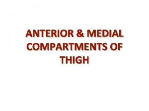 ANTERIOR MEDIAL COMPARTMENTS OF THIGH OBJECTIVES At the