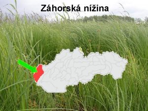 Zhorsk nina Zhorsk nina Tepl podnebie Pestovanie skorch