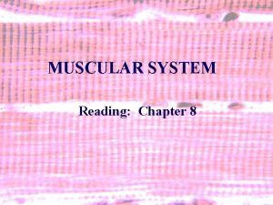 MUSCULAR SYSTEM Reading Chapter 8 1 MUSCULAR SYSTEM