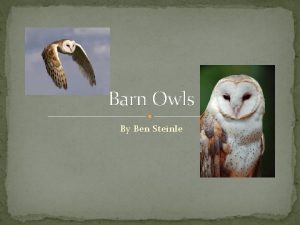Barn Owls By Ben Steinle Classification COMMON NAME