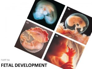 PART 5 A FETAL DEVELOPMENT Neurulation Organ Formation