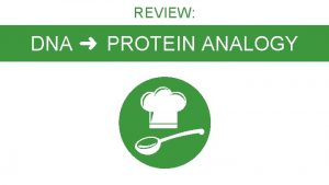 REVIEW DNA PROTEIN ANALOGY Restaurant Analogy A cell