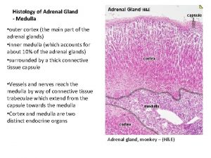 Histology of Adrenal Gland Medulla outer cortex the