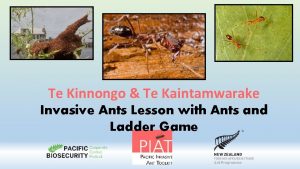 Te Kinnongo Te Kaintamwarake Invasive Ants Lesson with