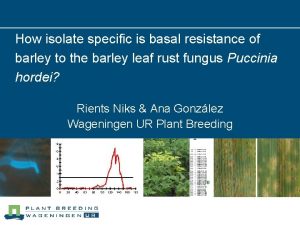 How isolate specific is basal resistance of barley