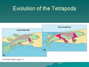 Evolution of the Tetrapods Evolution of the Tetrapods