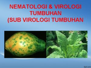 NEMATOLOGI VIROLOGI TUMBUHAN SUB VIROLOGI TUMBUHAN DOSEN PENGAMPU