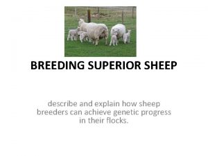 BREEDING SUPERIOR SHEEP describe and explain how sheep