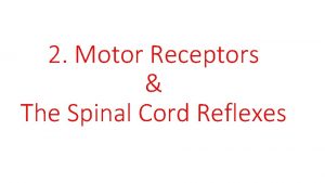 2 Motor Receptors The Spinal Cord Reflexes Organization