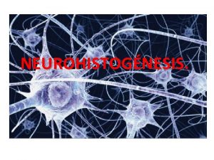 NEUROHISTOGNESIS NEURONA Nombre que se le da a