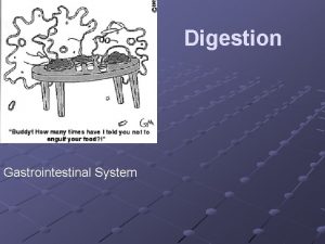 Digestion Gastrointestinal System The Digestive Tract The digestive