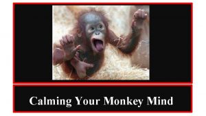 Calming Your Monkey Mind What Is Monkey Mind