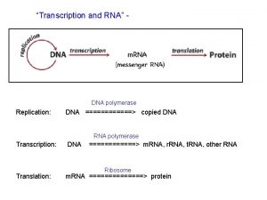 Transcription and RNA DNA polymerase Replication DNA copied