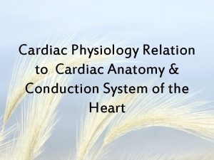 Cardiac Physiology Relation to Cardiac Anatomy Conduction System