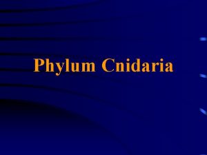 Characteristics of phylum cnidaria