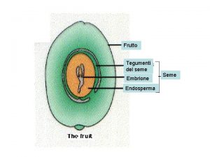 Frutto Tegumenti del seme Embrione Endosperma Seme esocarpo