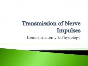 Transmission of Nerve Impulses Honors Anatomy Physiology Electrical