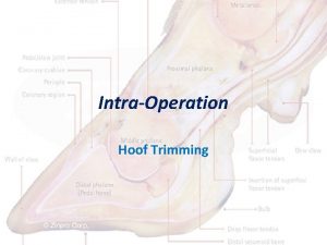 IntraOperation Hoof Trimming Hoof Trimming Manually After restraining