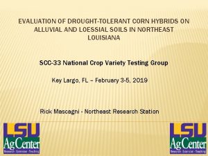 EVALUATION OF DROUGHTTOLERANT CORN HYBRIDS ON ALLUVIAL AND