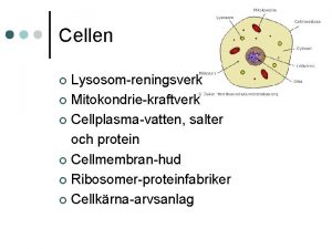 Cellen Lysosomreningsverk Mitokondriekraftverk Cellplasmavatten salter och protein Cellmembranhud
