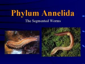 Phylum Annelida The Segmented Worms Characteristics of Annelids