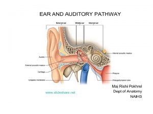 Nerve supply of inner ear