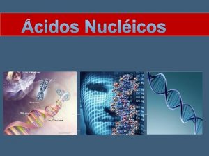 cidos Nuclicos Introduo Os cidos nuclicos so responsveis