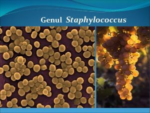 Genul Staphylococcus Caractere Generale Apartine familiei Micrococcaceae Coci