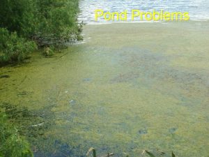 Pond Problems Typical problems Aquatic weed identification and