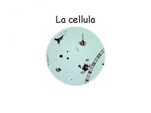La cellula La cellula la pi piccola unit