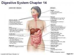 Function of the organs in the digestive system