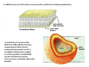 La cellula ha una sorta di involucro esterno