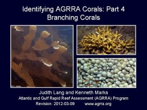 Identifying AGRRA Corals Part 4 Branching Corals K